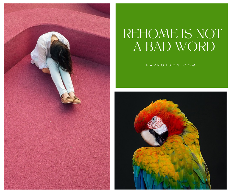 Three square panle, one with a woman bent over, one with a green and red parrot, and one with the words 'rehome is not a bad word'