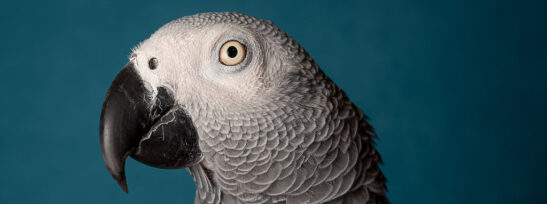 A grey parrot is seen from the body up, looking directly into the camera