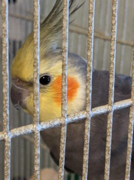 Cockatiel in a cage