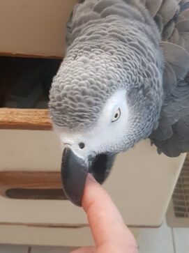Grey parrot biting a finger