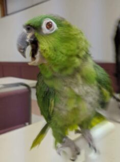 A green parrot with its beak open, apparently screaming loudly