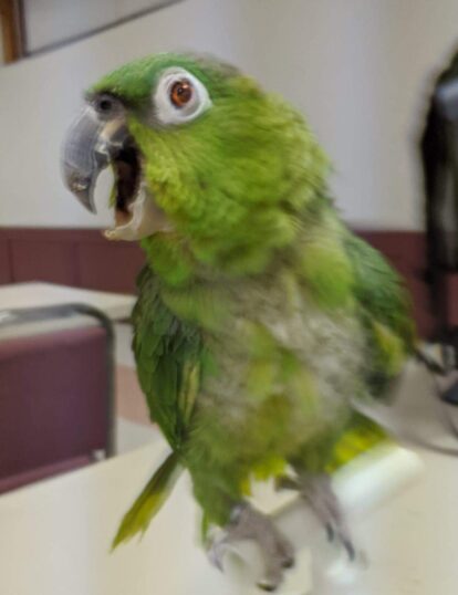 A green parrot with its beak open, apparently screaming loudly