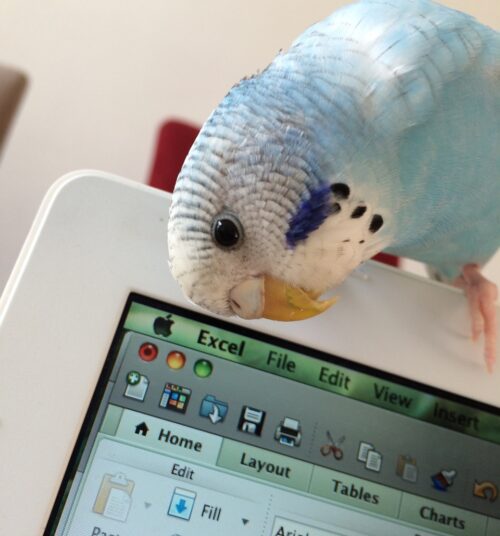 A blue and white budgie sits on a tablet looking at the screen