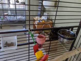 food dishes in a parrot cage